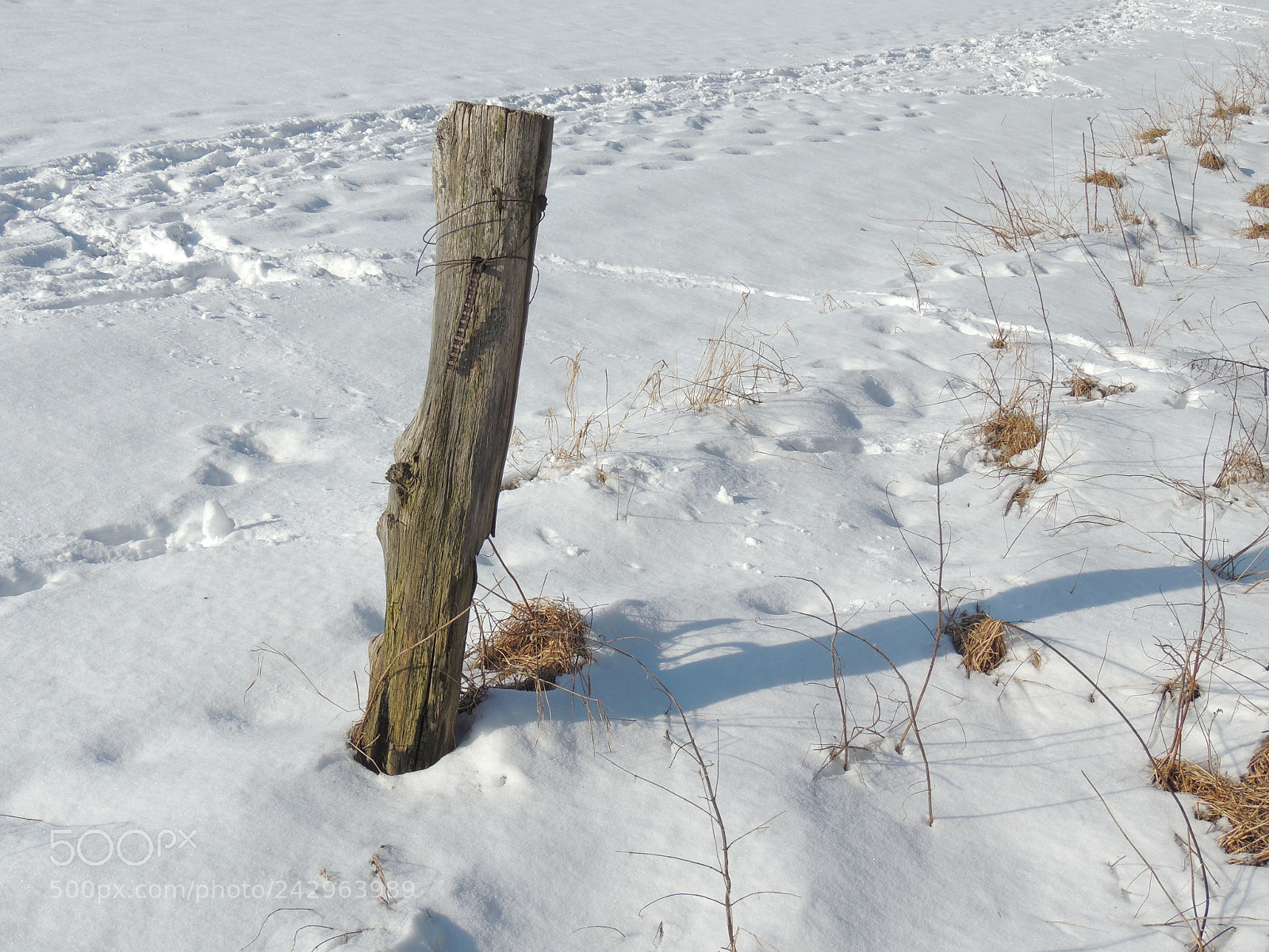 Nikon Coolpix P510 sample photo. Tracks in the snow photography