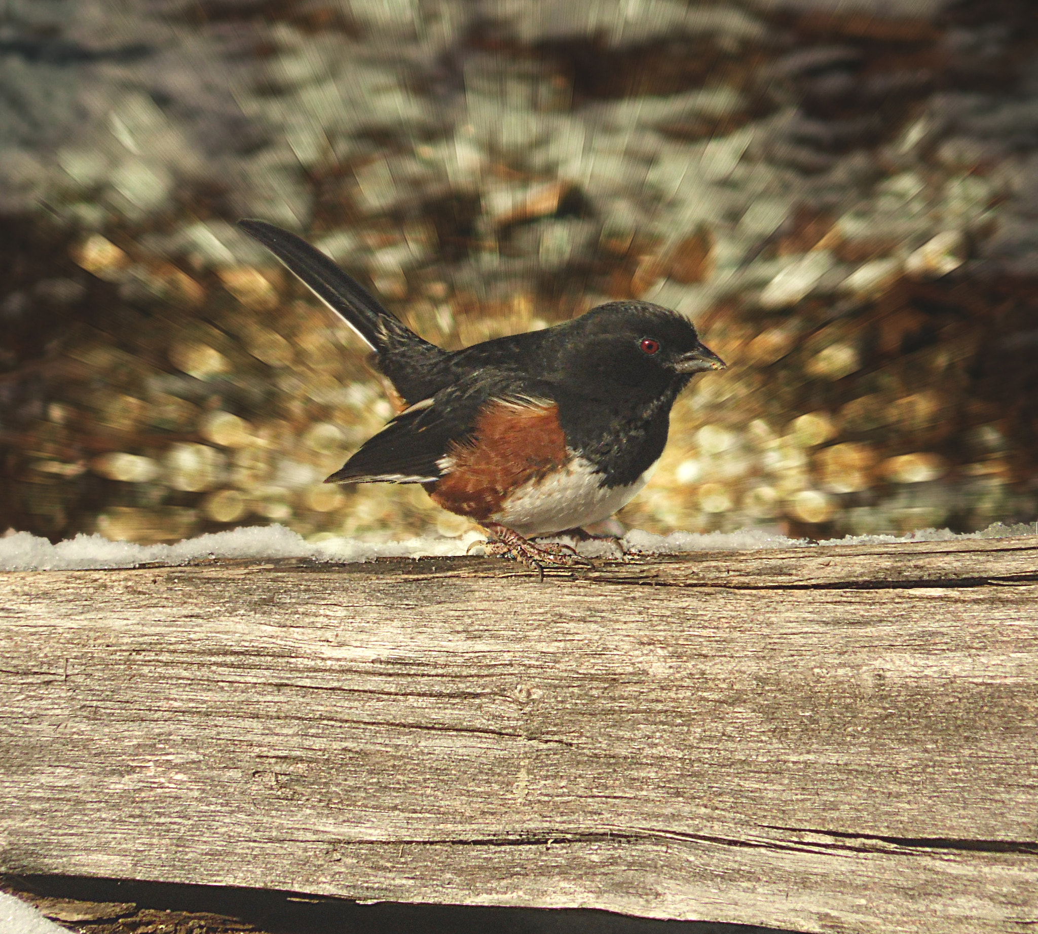 Samsung WB100/  WB101 sample photo. Eastern towhee on alert photography