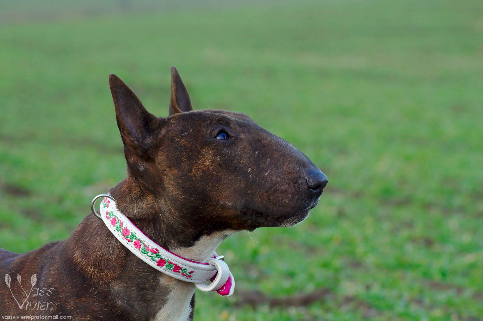 Canon EOS 1100D (EOS Rebel T3 / EOS Kiss X50) sample photo. Minibull girl photography