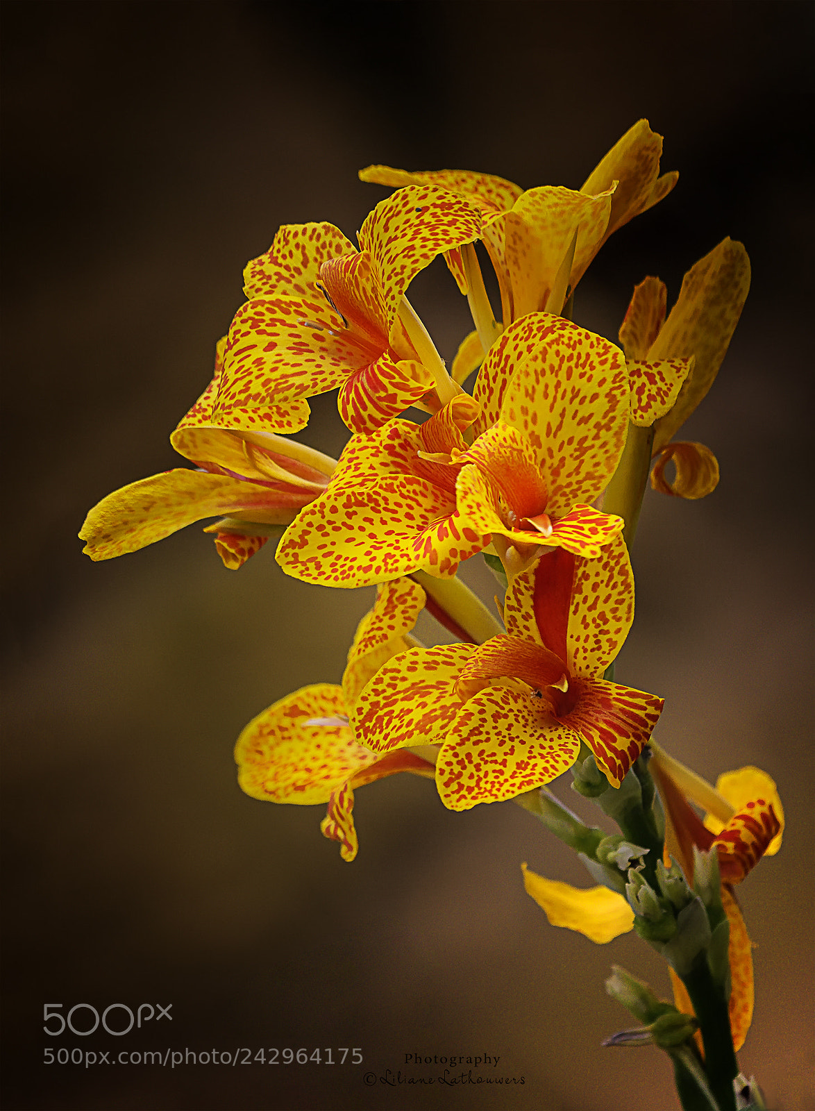 Canon EOS 40D sample photo. Red and yellow photography