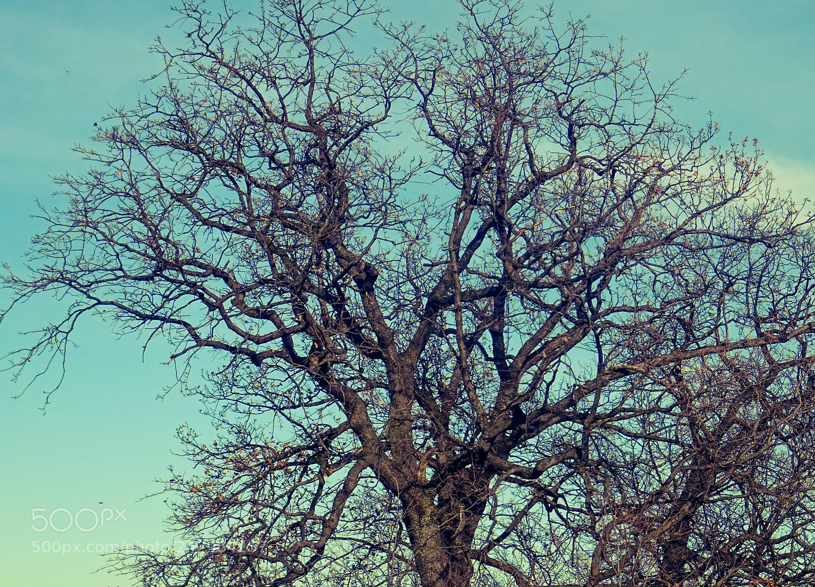 Sony DSC-HX60 sample photo. Bare tree photography