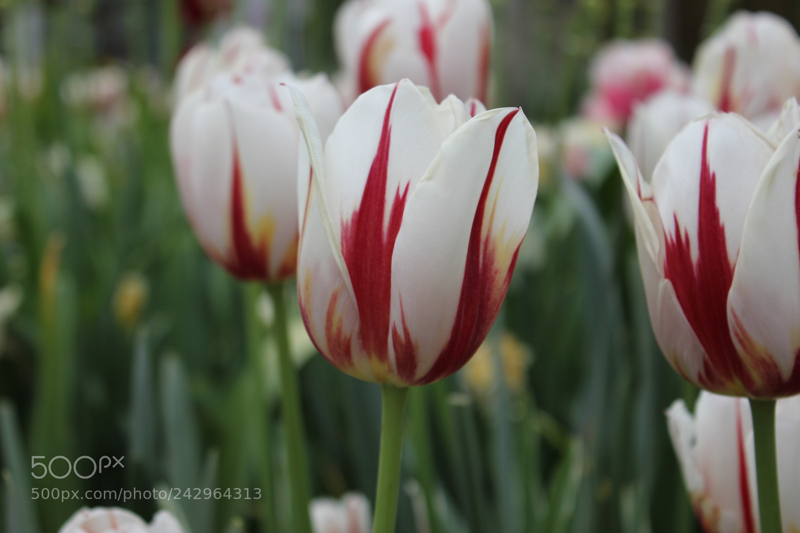 Canon EF-S 18-55mm F3.5-5.6 IS sample photo. Tulips edward's gardens, toronto photography