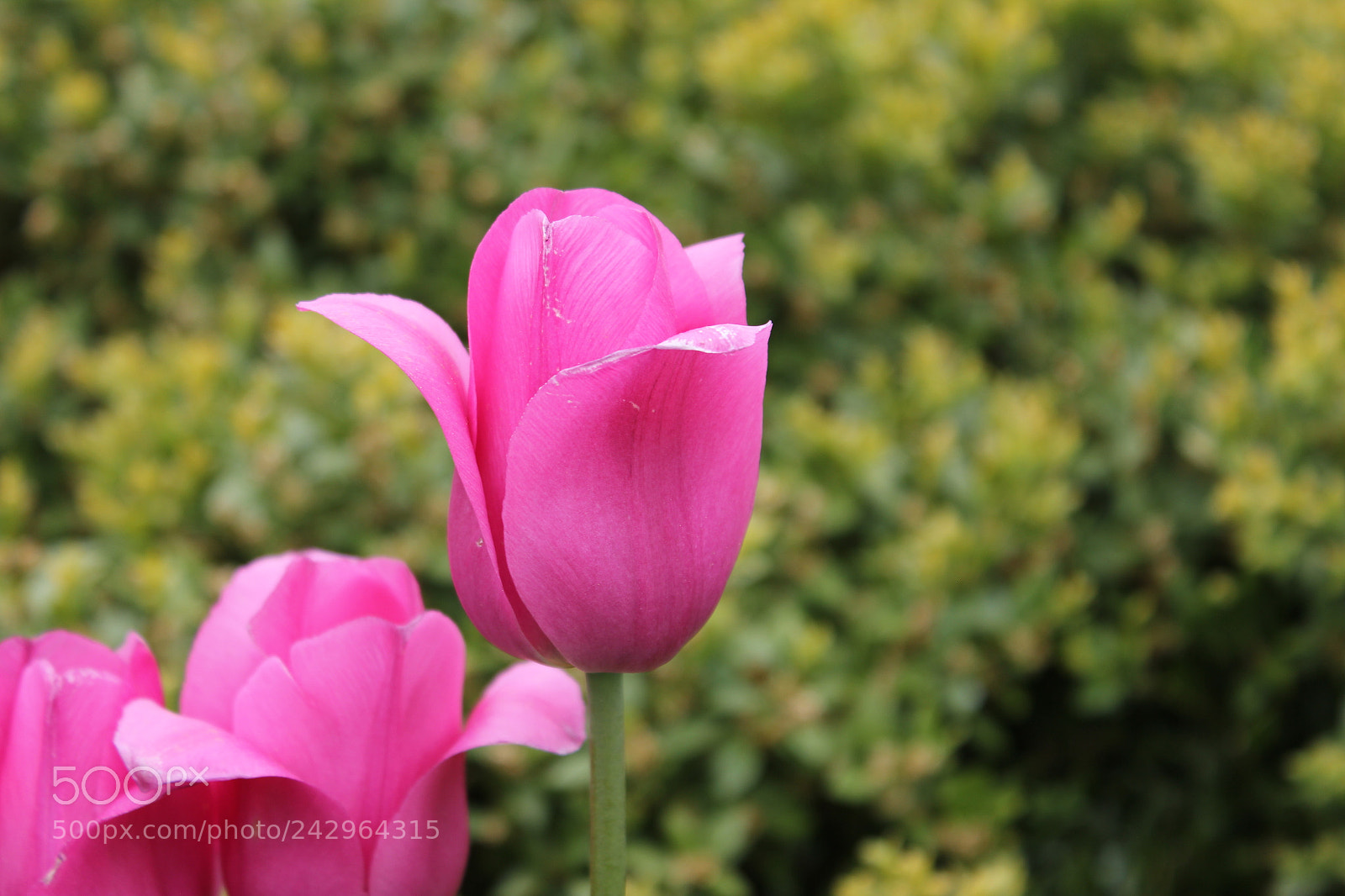 Canon EF-S 18-55mm F3.5-5.6 IS sample photo. Tulips edward's gardens, toronto photography