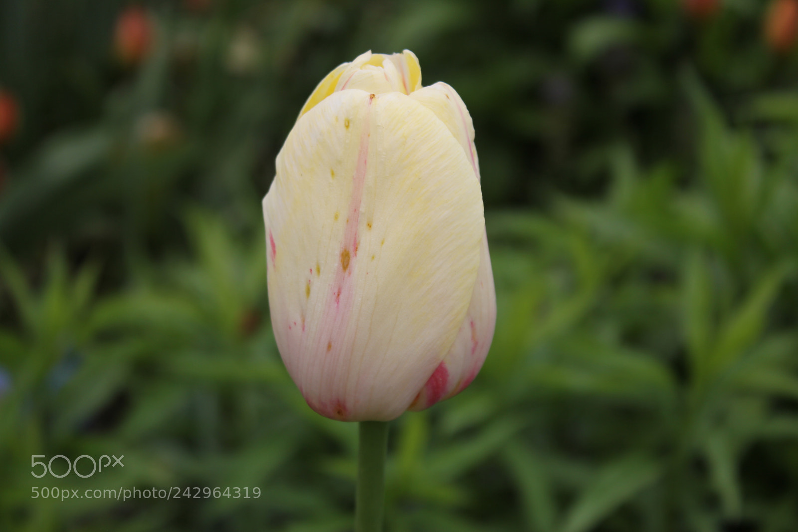 Canon EF-S 18-55mm F3.5-5.6 IS sample photo. Tulips edward's gardens, toronto photography