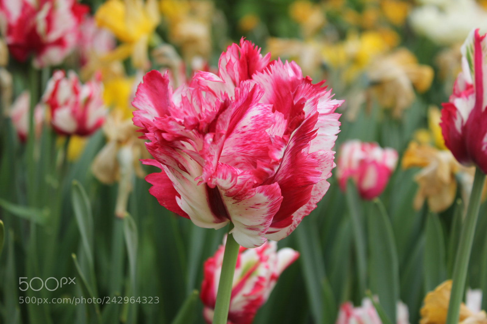 Canon EF-S 18-55mm F3.5-5.6 IS sample photo. Tulips edward's gardens, toronto photography
