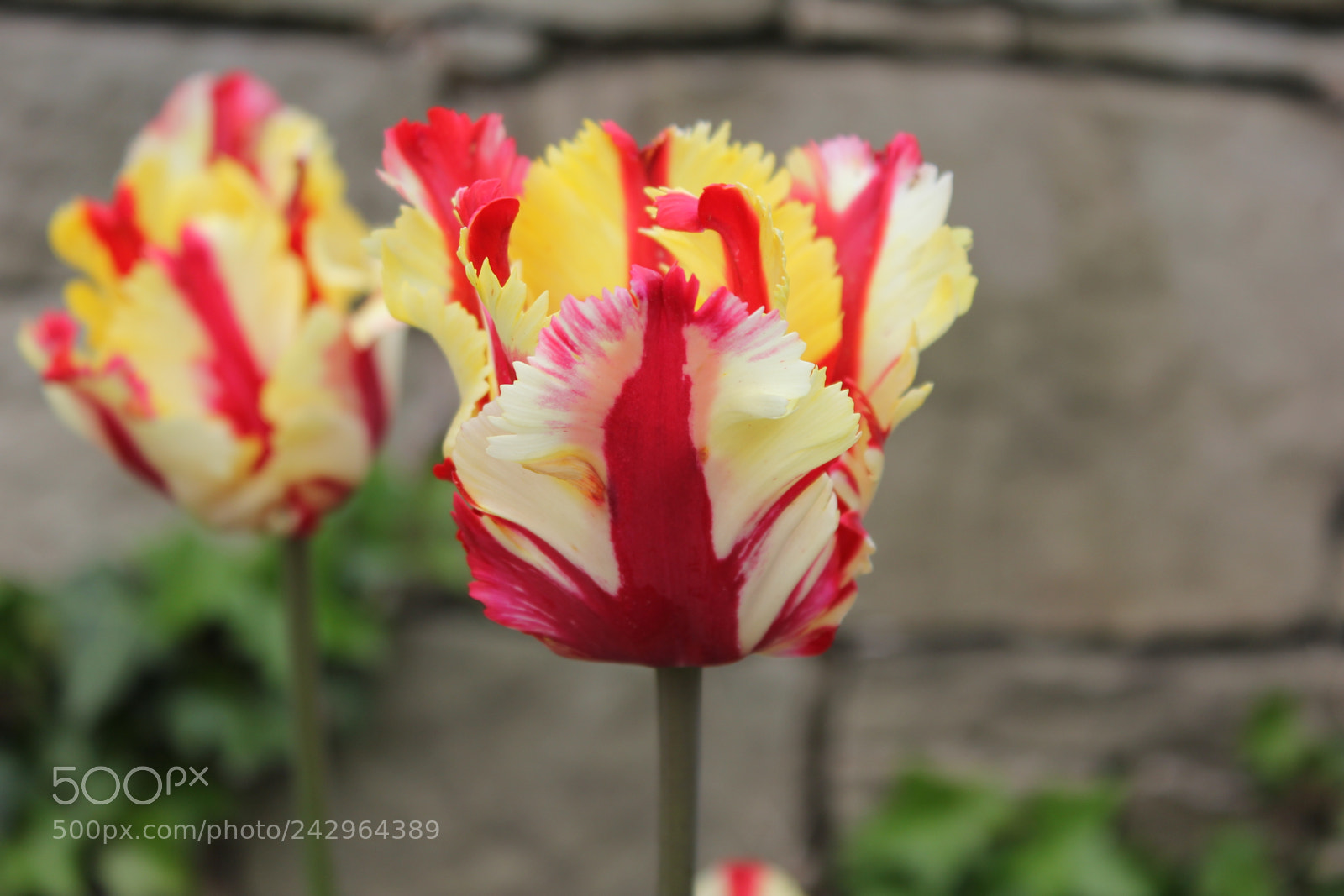 Canon EF-S 18-55mm F3.5-5.6 IS sample photo. Tulips edward's gardens, toronto photography