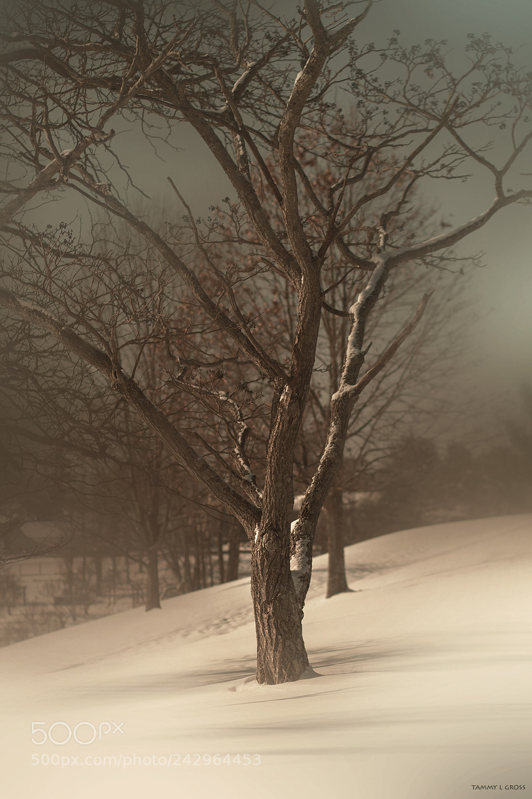 Canon EOS 7D sample photo. Winter trees photography
