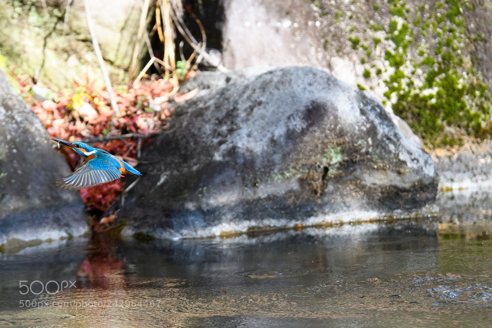 Nikon D500 sample photo. Kingfisher photography