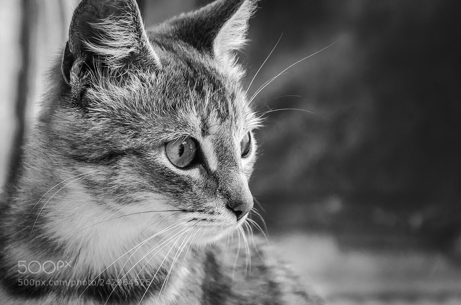Nikon D5100 sample photo. Cat in black and photography