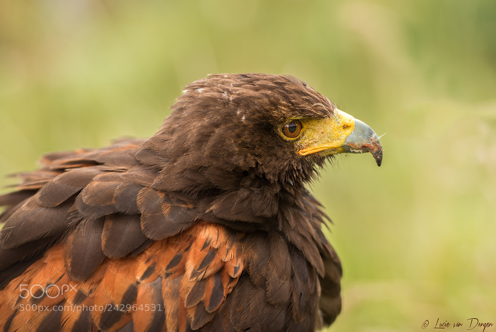 Nikon D610 sample photo. Scotland buzzard photography