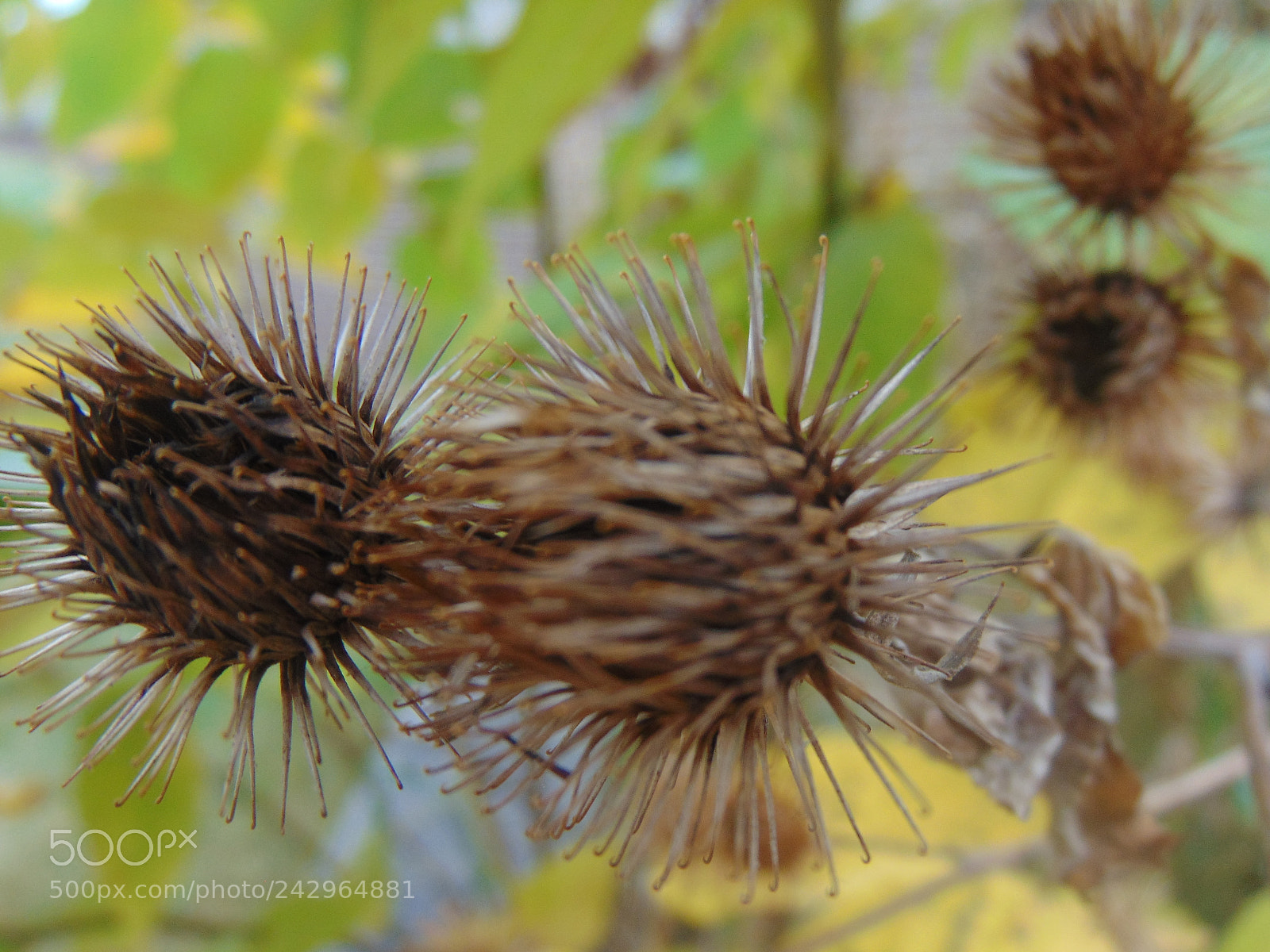 Sony Cyber-shot DSC-H300 sample photo. Close up in nature. photography