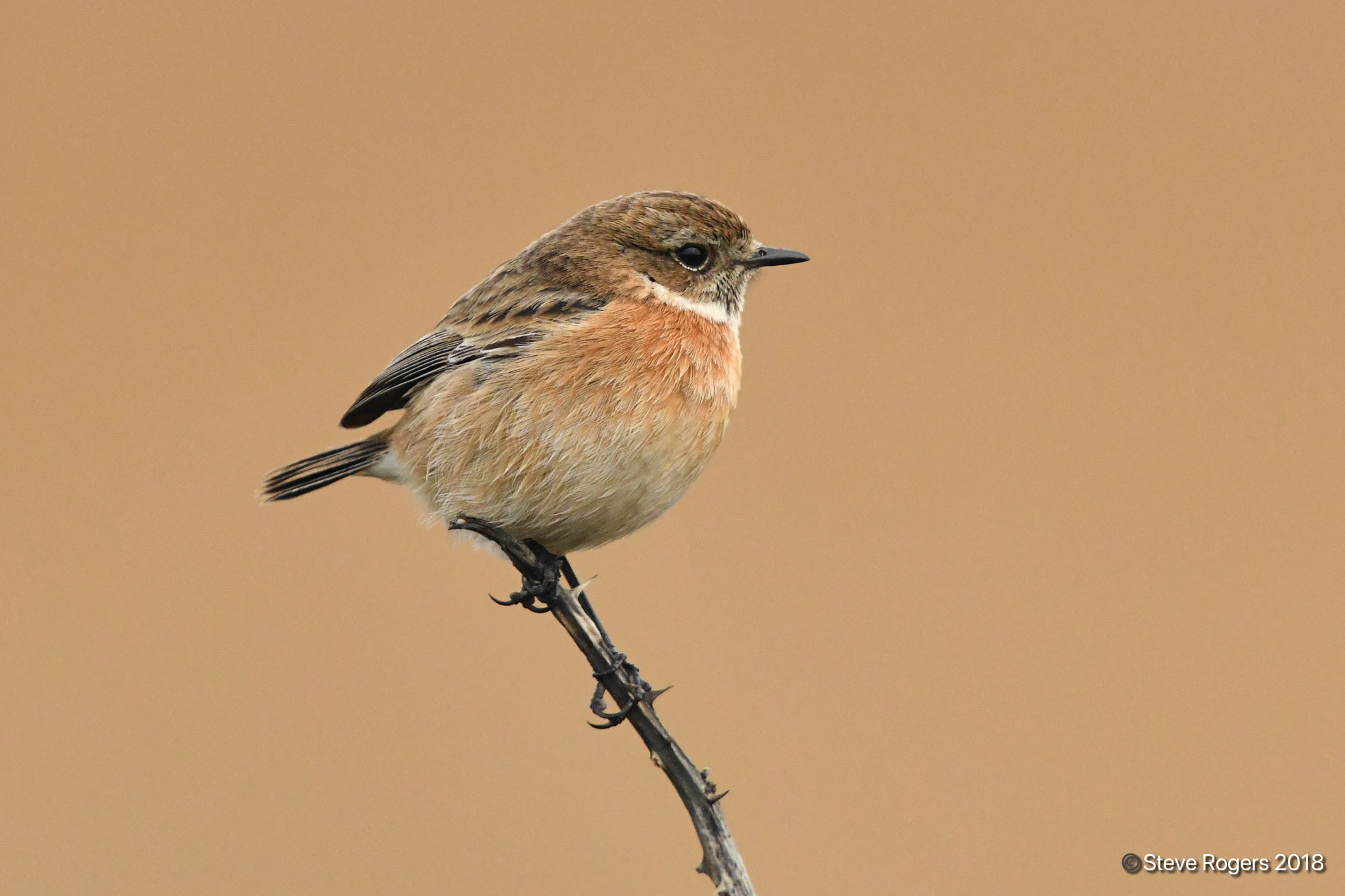 Nikon D850 + Nikon AF-S Nikkor 600mm F4G ED VR sample photo. European stonechat at marazion marsh uk last sunday photography