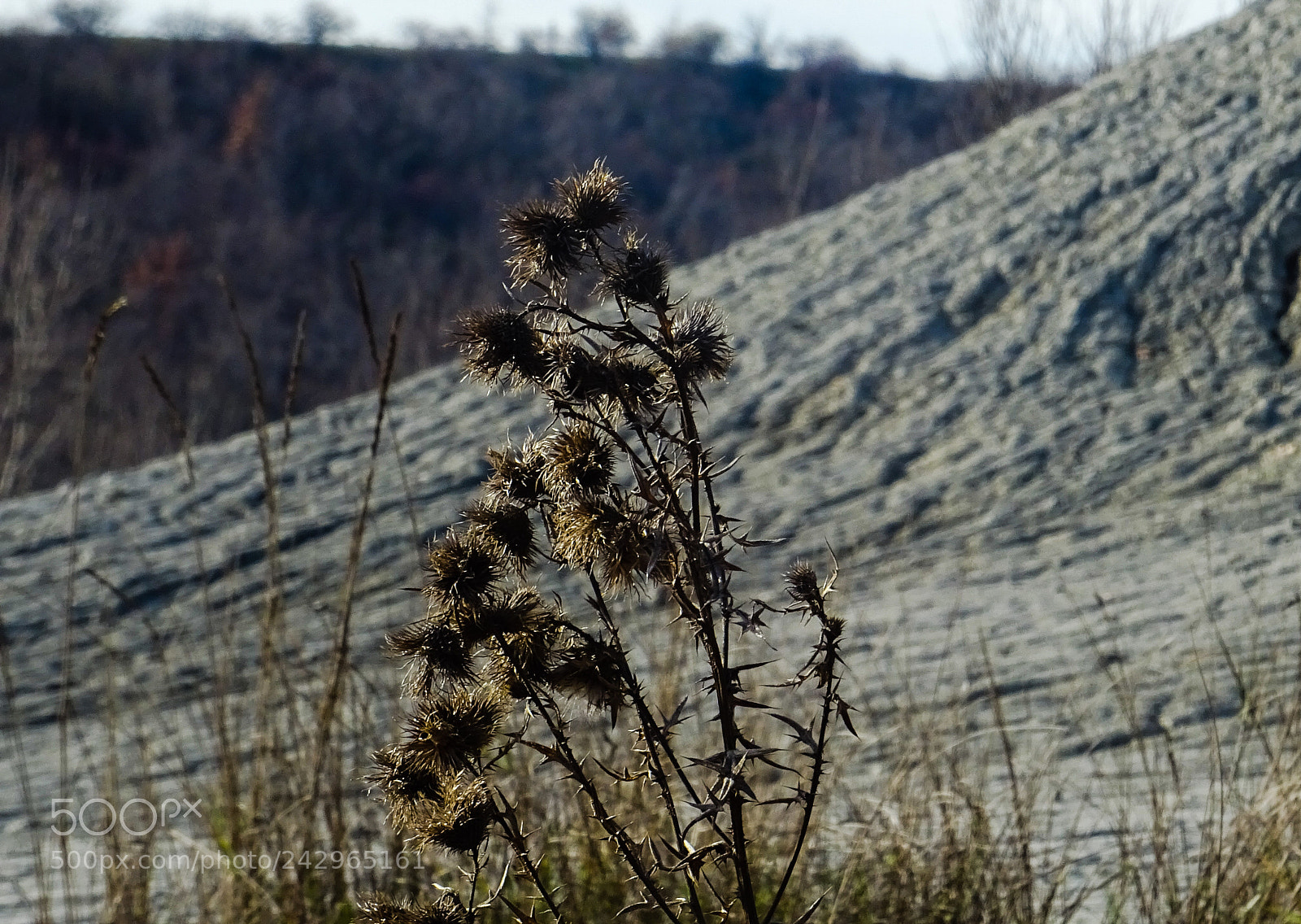Sony DSC-HX60 sample photo. Walking photography