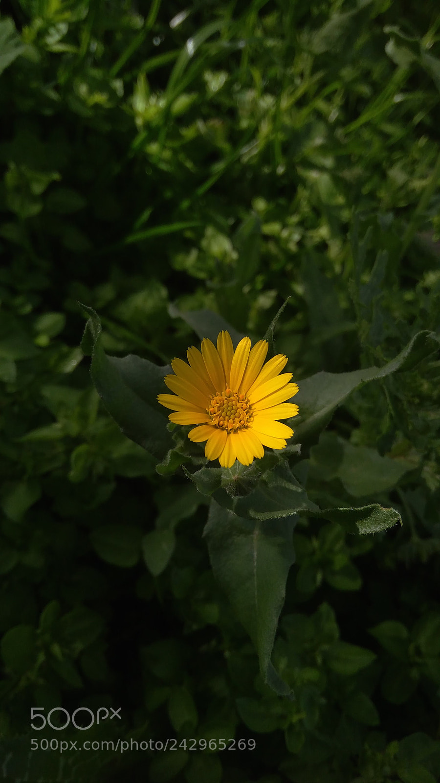Xiaomi Redmi 4A sample photo. Untitled photography
