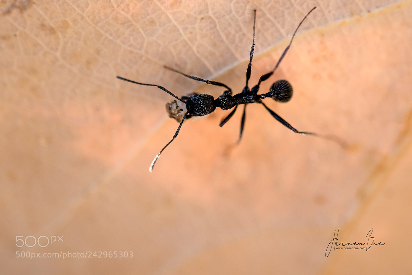 Nikon D500 sample photo. Ant photography