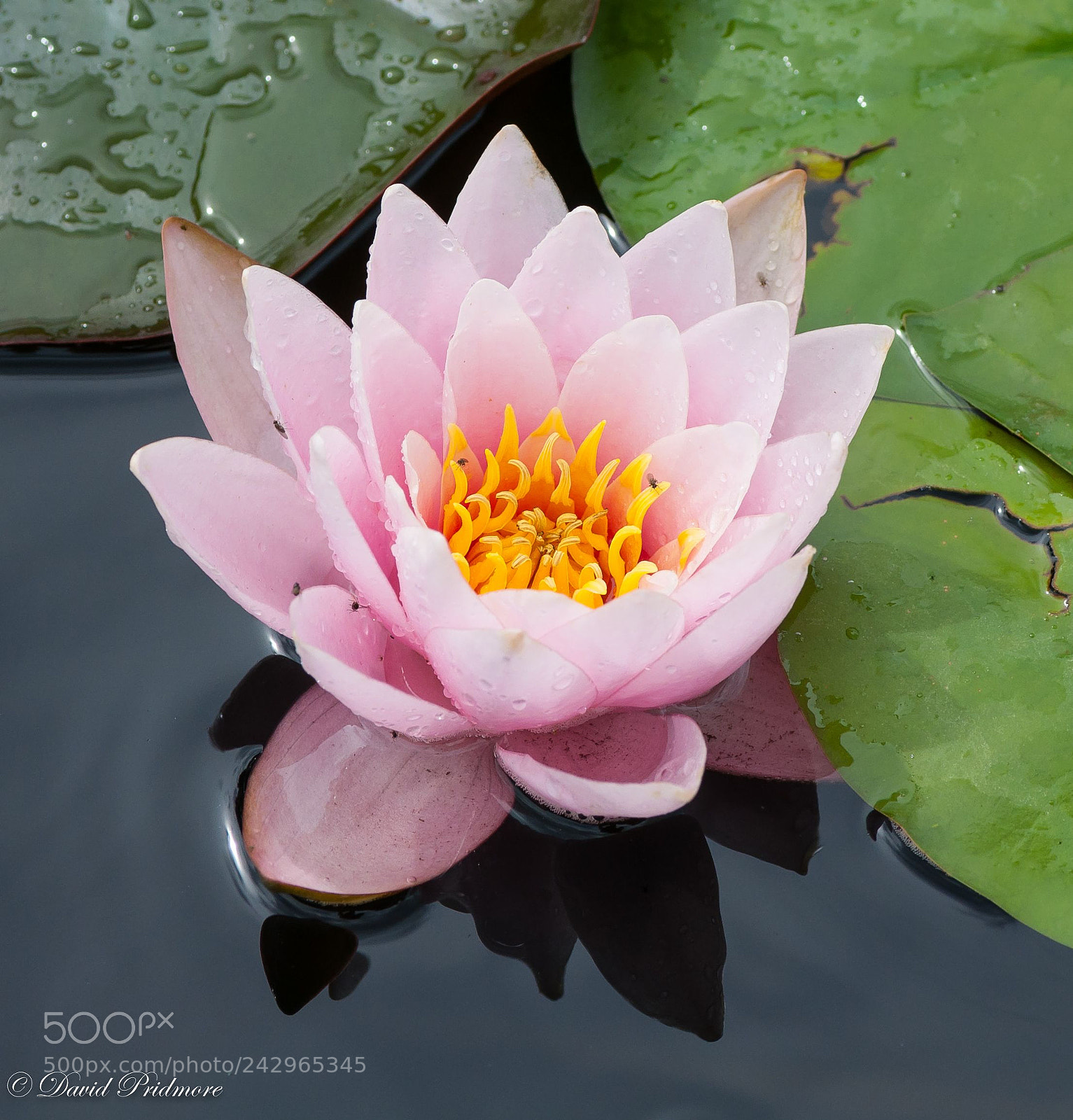 Nikon D90 sample photo. Pink photography