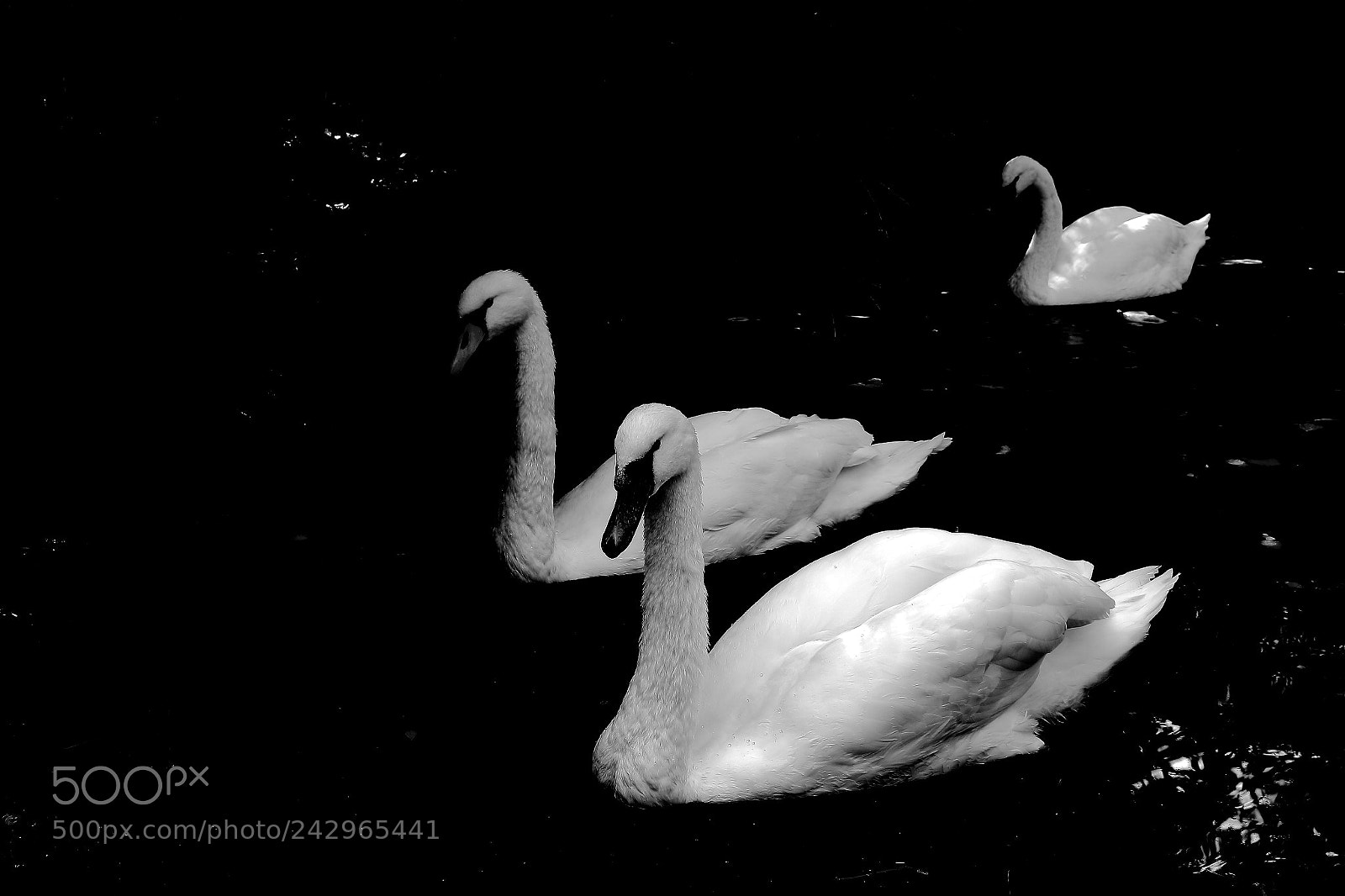 Canon EOS 1200D (EOS Rebel T5 / EOS Kiss X70 / EOS Hi) sample photo. Swan/bn photography