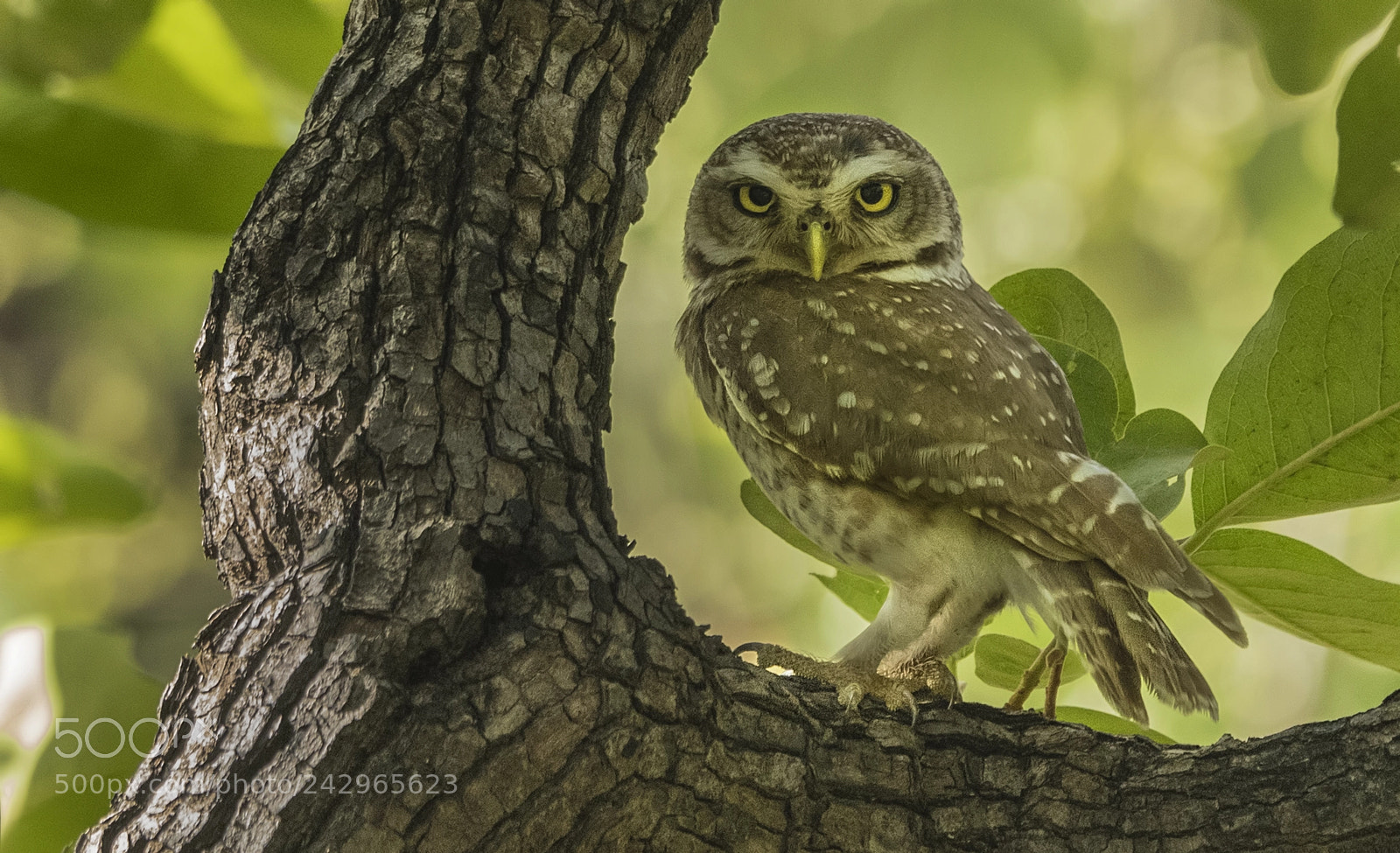 Nikon D500 sample photo. Spotted owlet photography