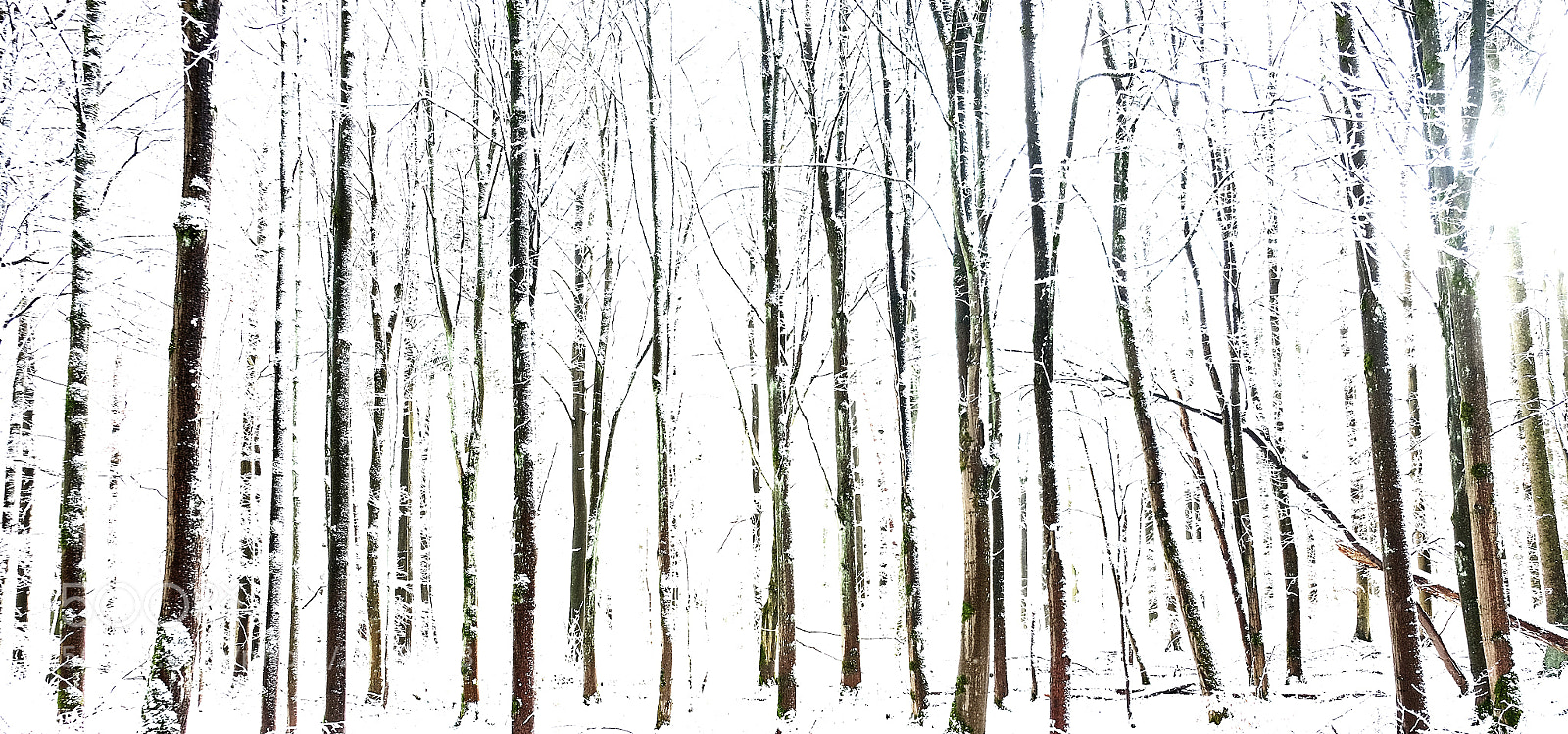 Fujifilm X-T10 sample photo. Winterwald photography