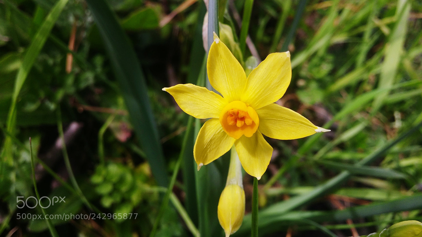 LG G3 sample photo. Spring 3 photography