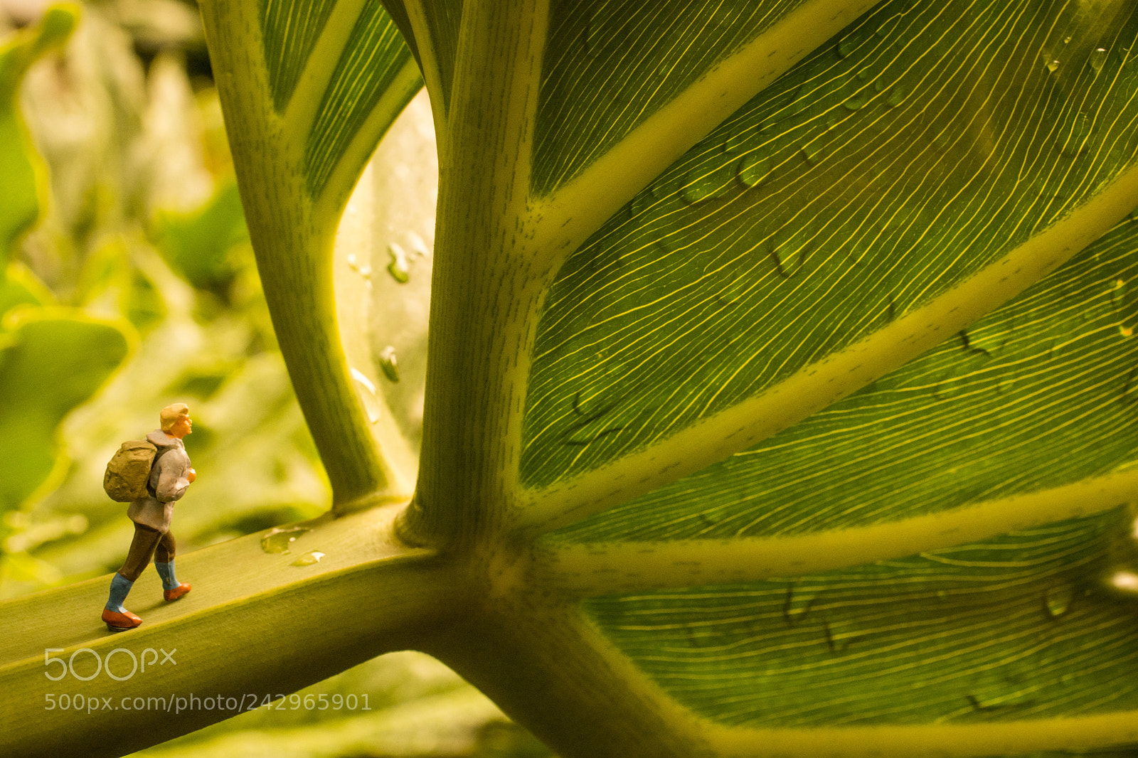 Nikon D7200 sample photo. A gate to a photography