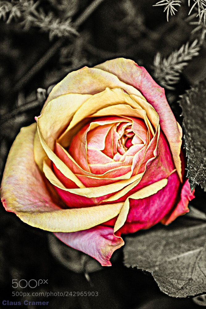 Canon EOS 450D (EOS Rebel XSi / EOS Kiss X2) sample photo. A rose for everyone photography