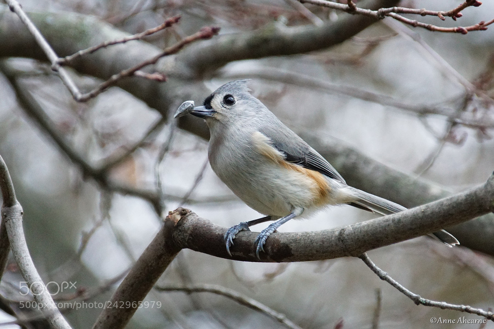 Sony ILCA-77M2 sample photo. Tufted titmouse with sunflower photography