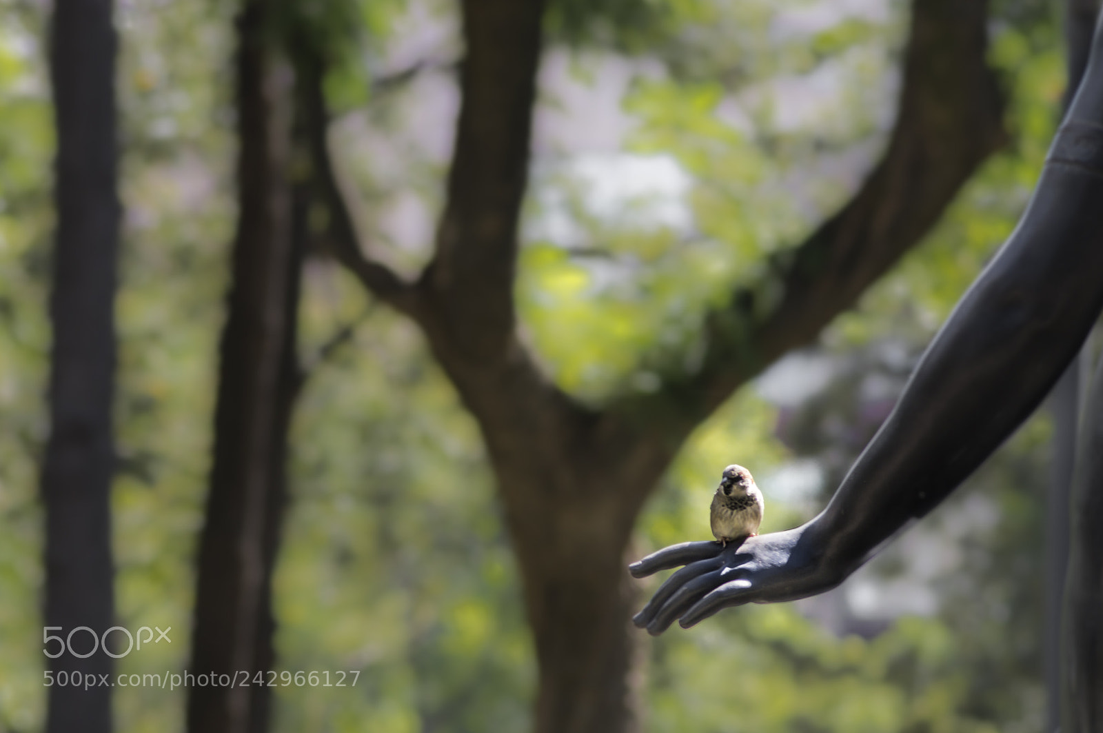 Sony SLT-A57 sample photo. Bird on a hand photography