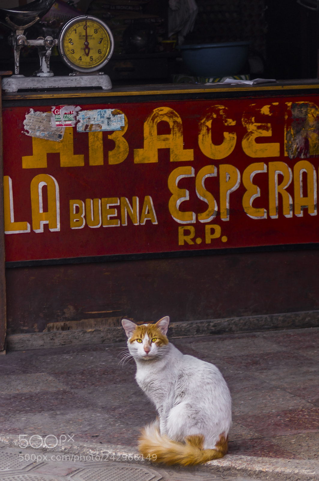 Sony SLT-A57 sample photo. A cat´s shop photography