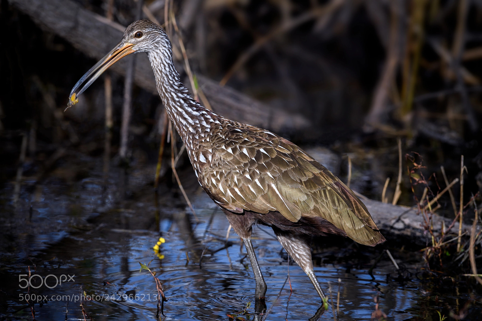 Nikon D5 sample photo. Limpkin aramus guarauna with photography