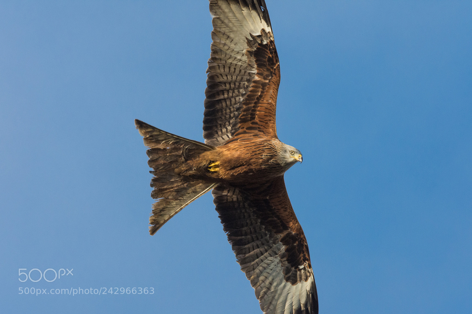 Nikon D7200 sample photo. Red kite (milvus milvus) photography