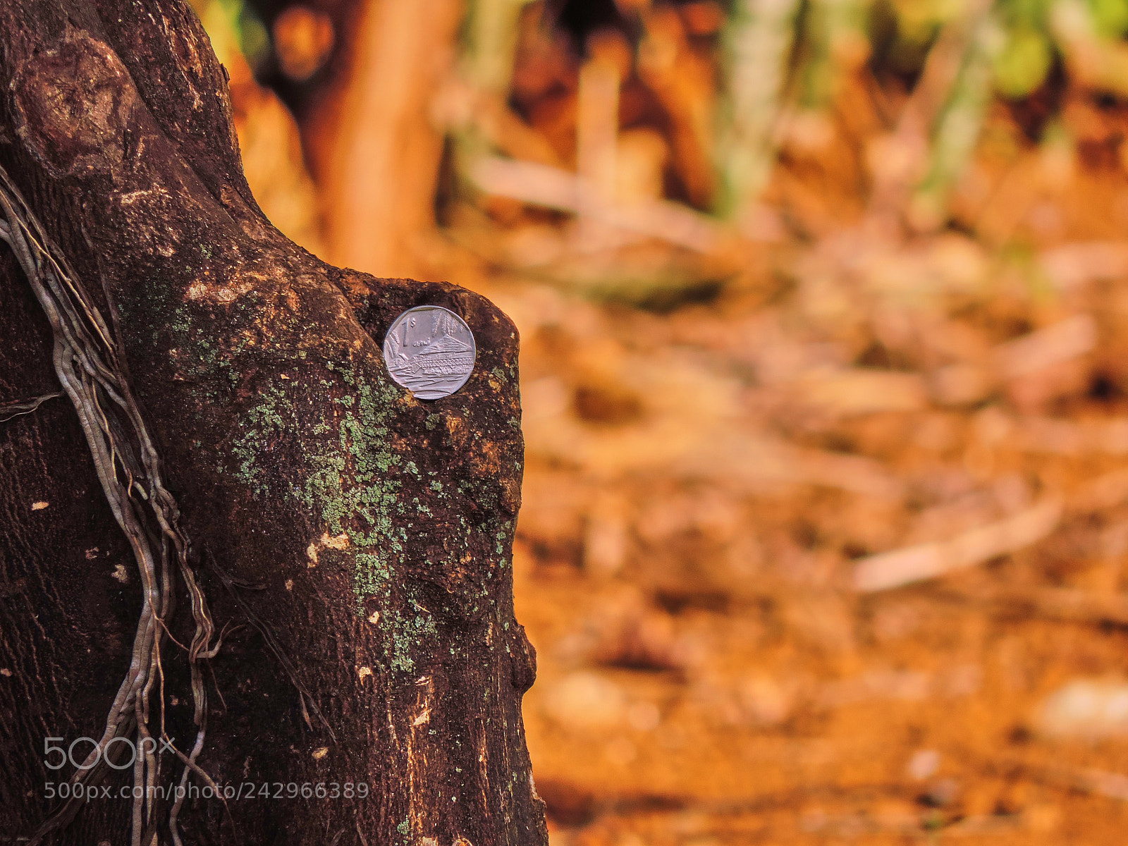 Nikon Coolpix P520 sample photo. Coin photography