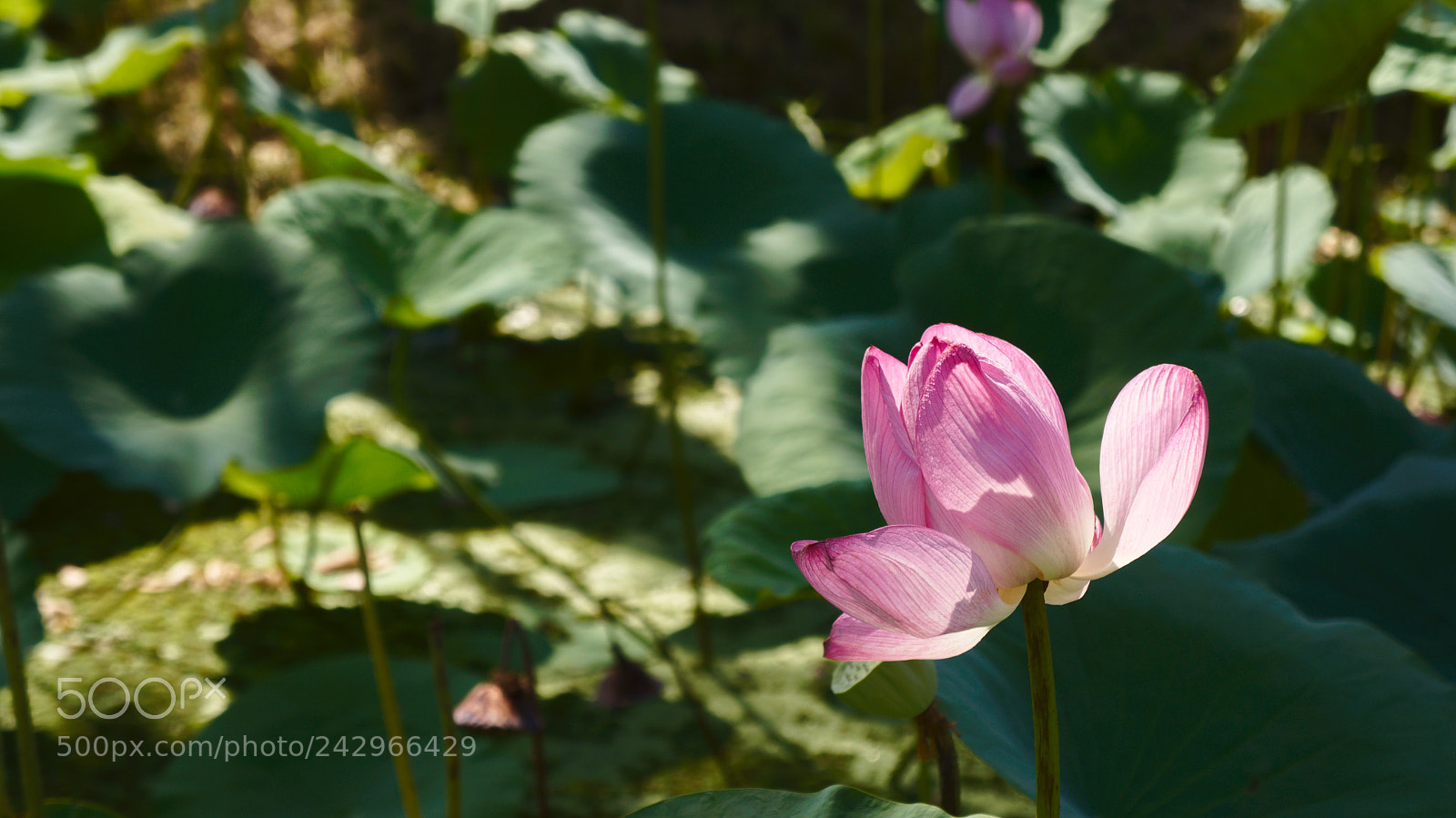Sony Alpha NEX-5N sample photo. Untitled photography