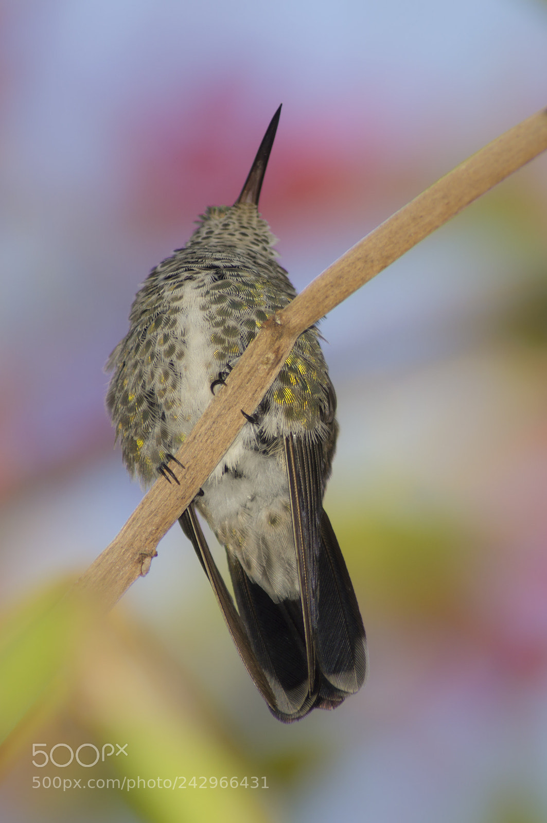 Sony SLT-A57 sample photo. Colibri photography