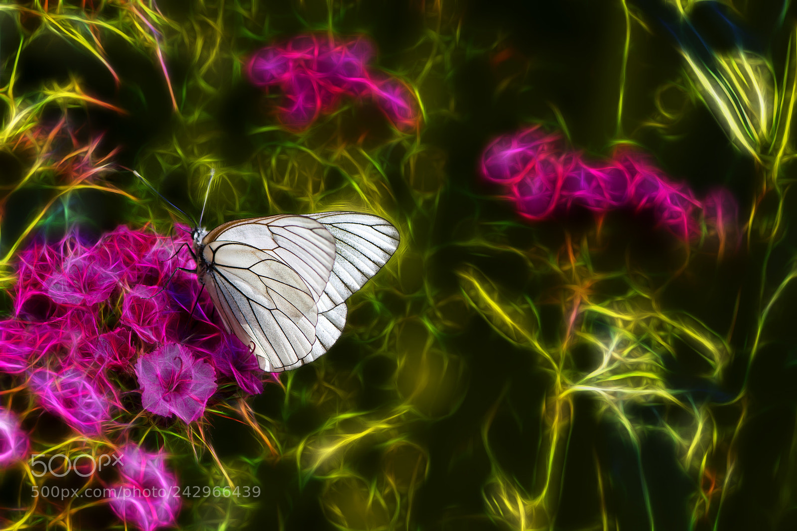 Nikon D7100 sample photo. White butterfly photography