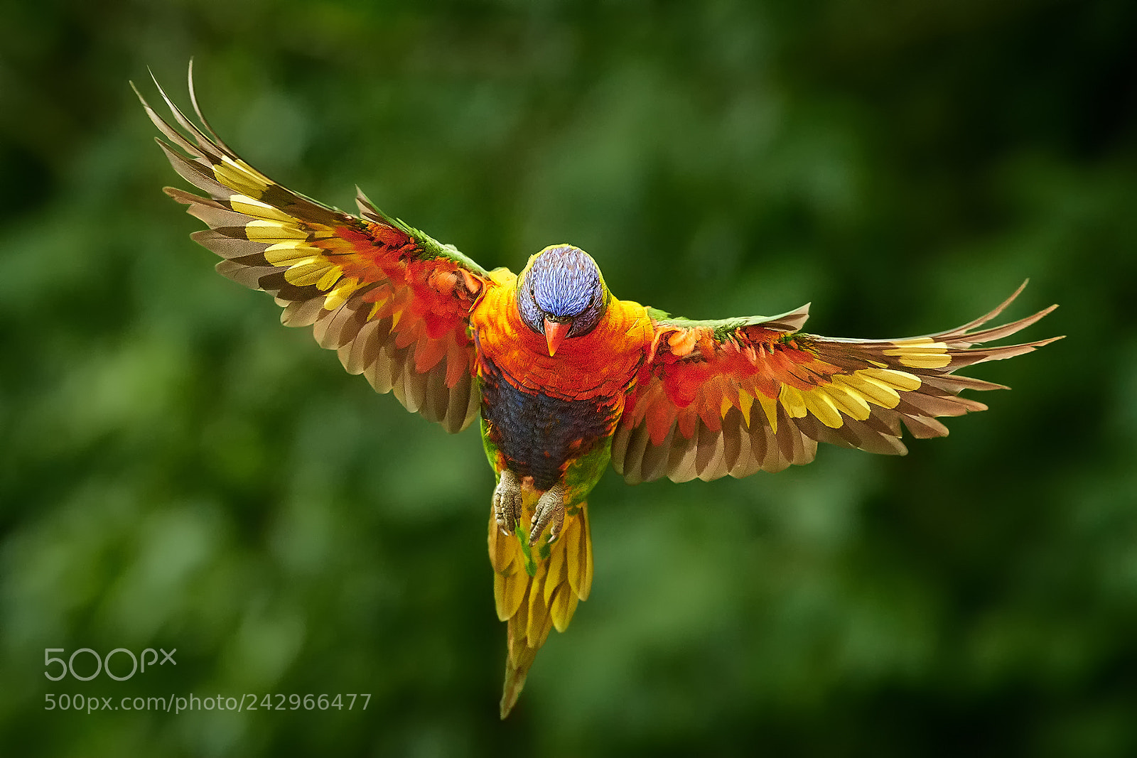 Nikon D500 sample photo. Rainbow lorikeet (trichoglossus moluccanus) photography