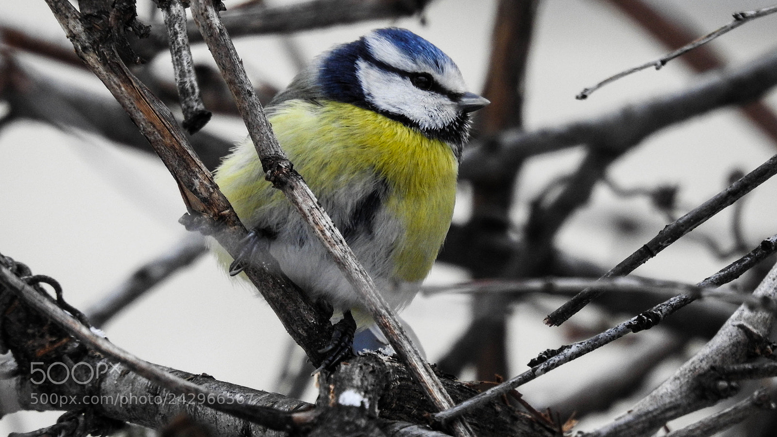 Nikon Coolpix P900 sample photo. Eurasian blue tit photography