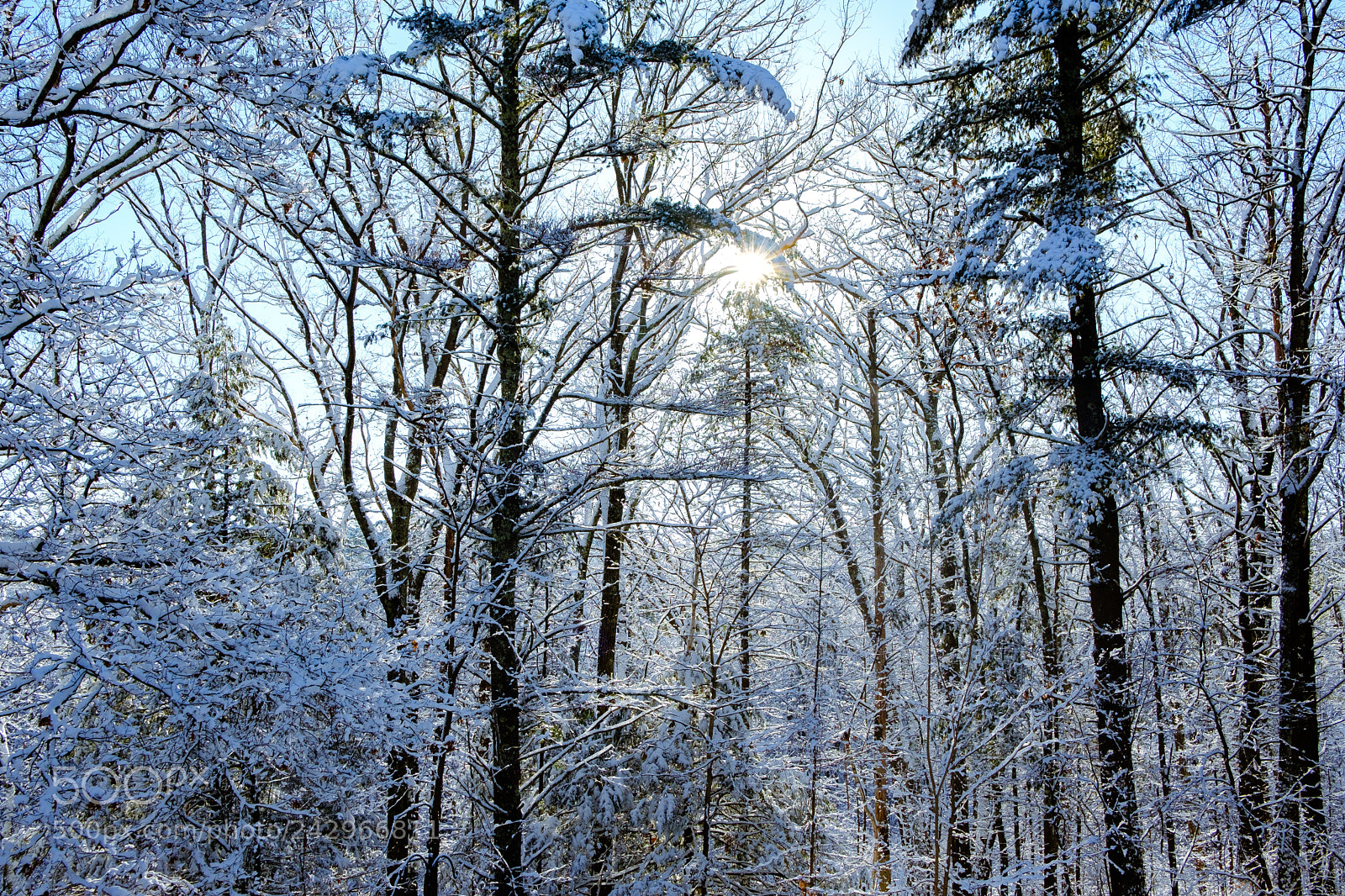 Fujifilm X-T2 sample photo. Winter woods photography