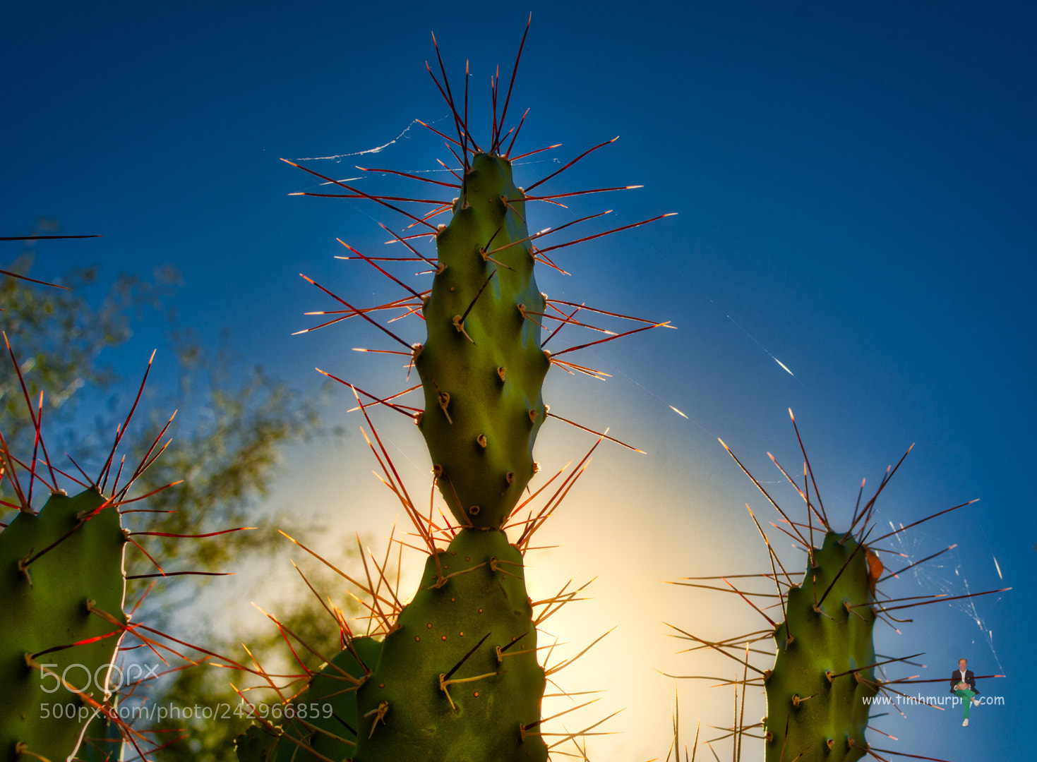 Nikon D7100 sample photo. Cactus porn photography