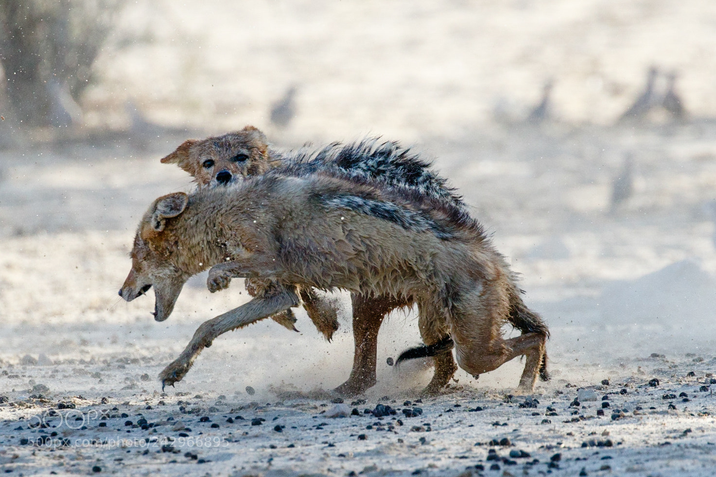 Canon EOS 7D Mark II sample photo. Jackal fight photography