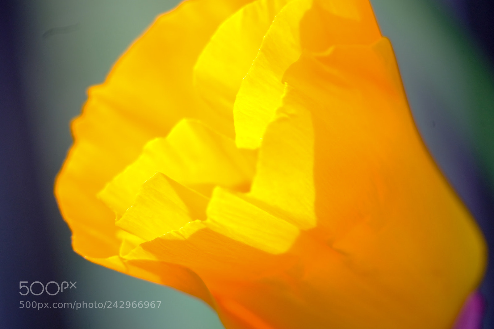 Fujifilm X-Pro2 sample photo. Flower photography