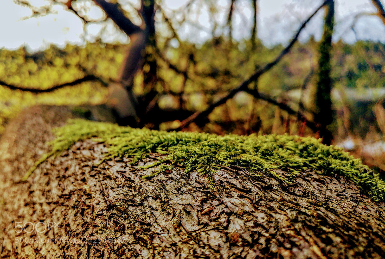 LG G5 sample photo. A branch with moss photography