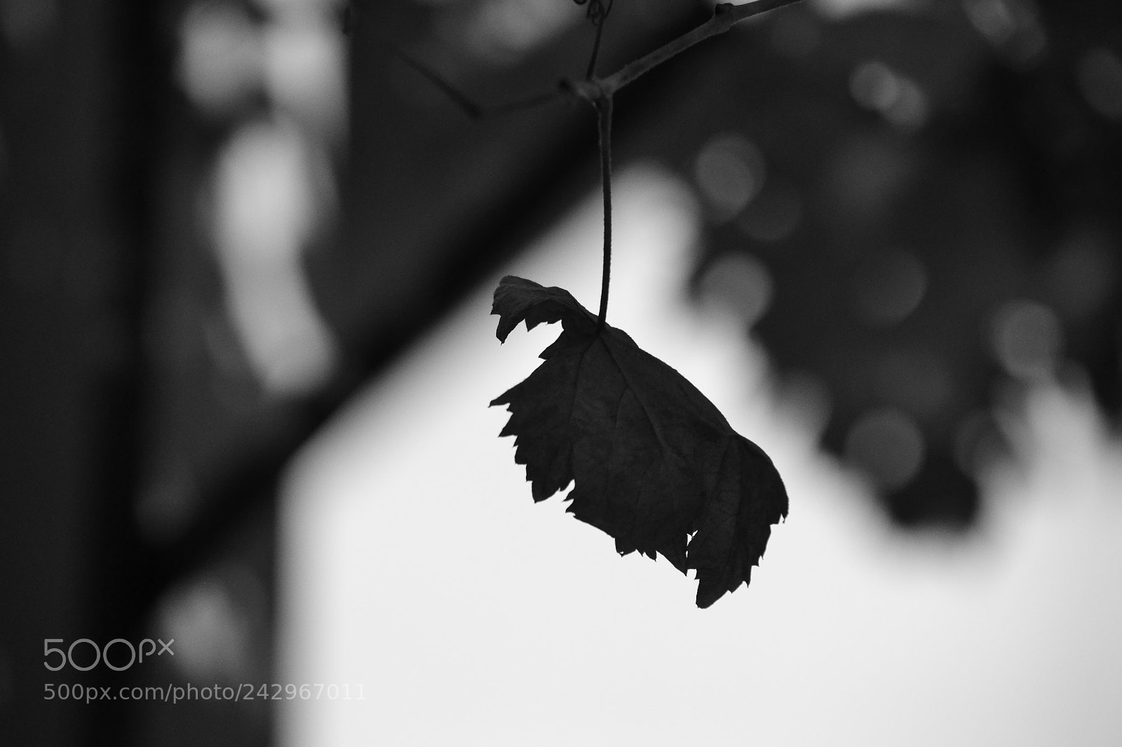 Nikon D3100 sample photo. Lonely. photography