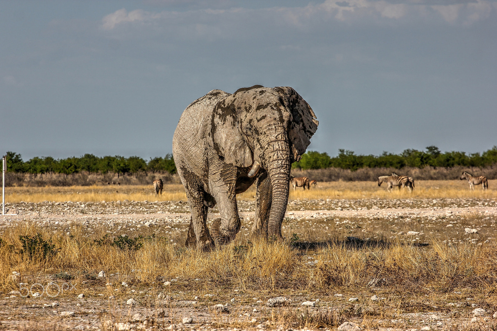 Canon EOS 550D (EOS Rebel T2i / EOS Kiss X4) + Canon EF 70-200mm F4L USM sample photo. Namib the one tusk elephant photography