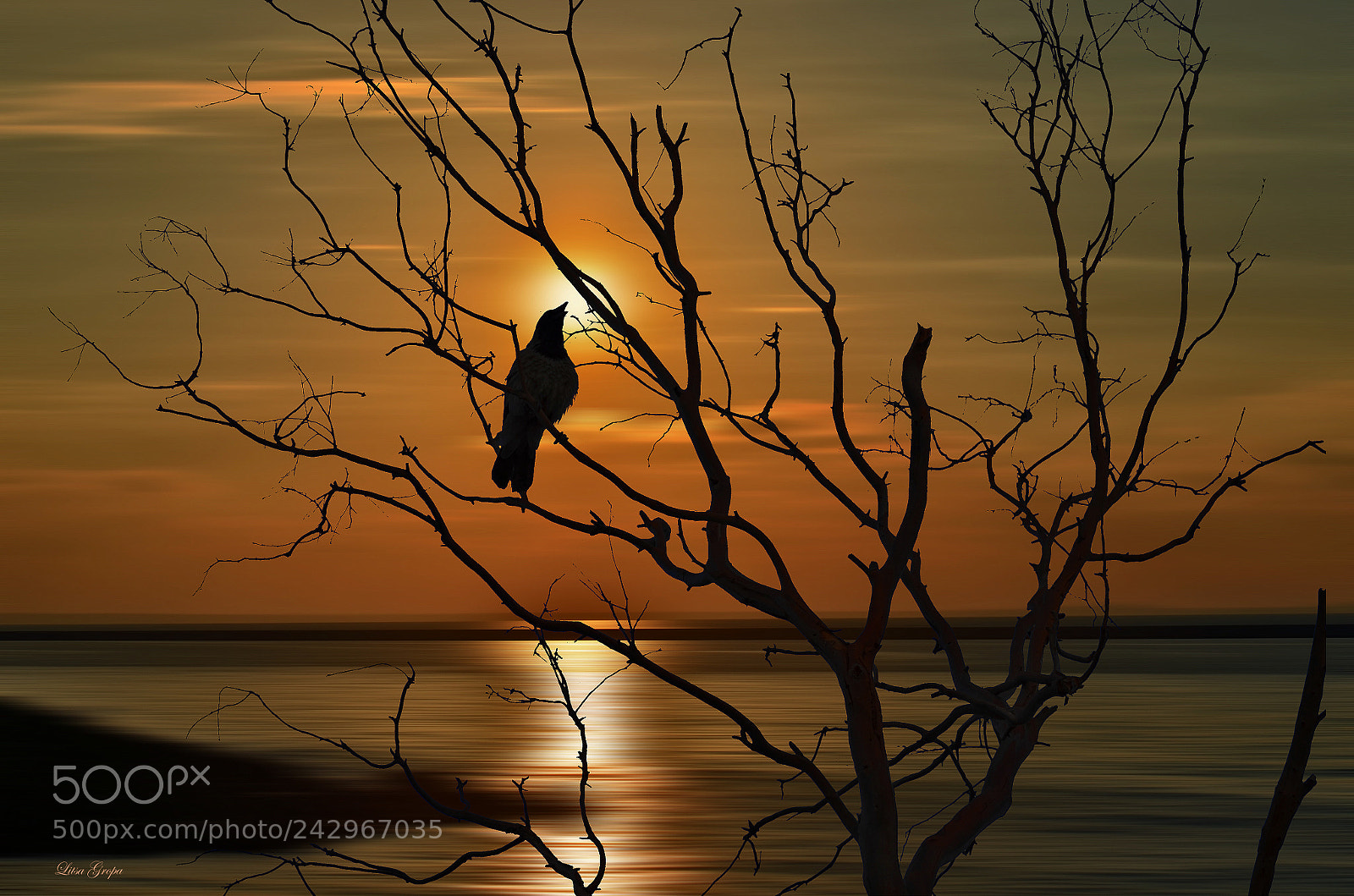 Nikon D5100 sample photo. Bird in sunset photography