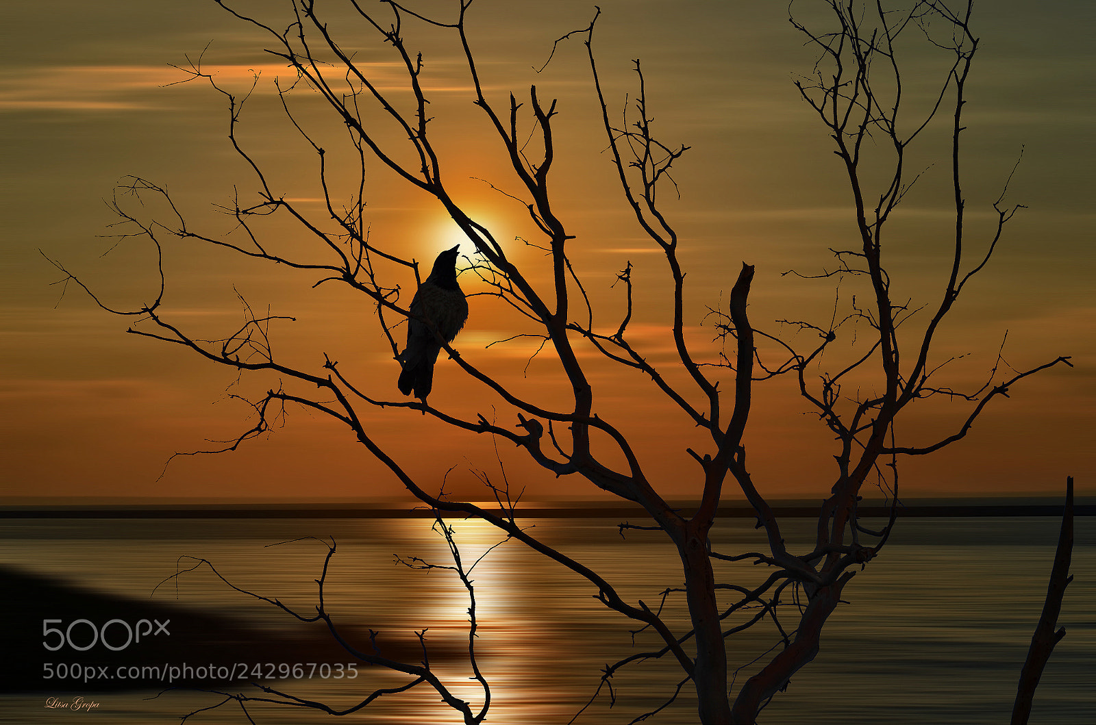 Nikon D5100 sample photo. Bird in sunset photography