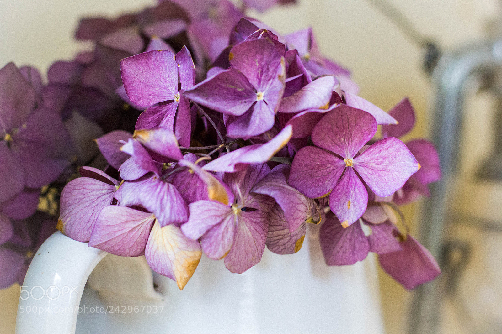 Canon EOS 60D sample photo. Deep violet photography
