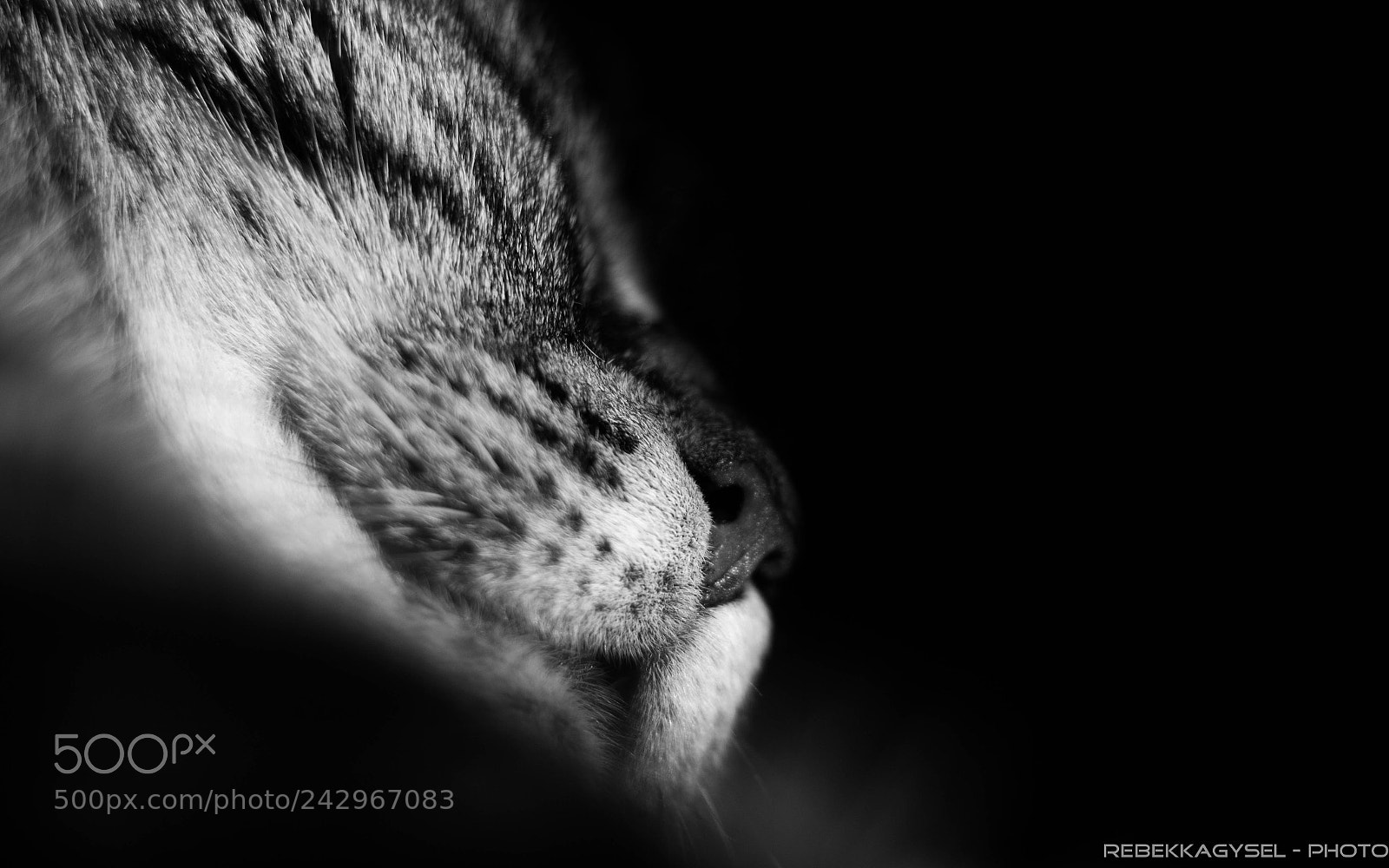 Canon EOS 60D sample photo. Deep sleep photography