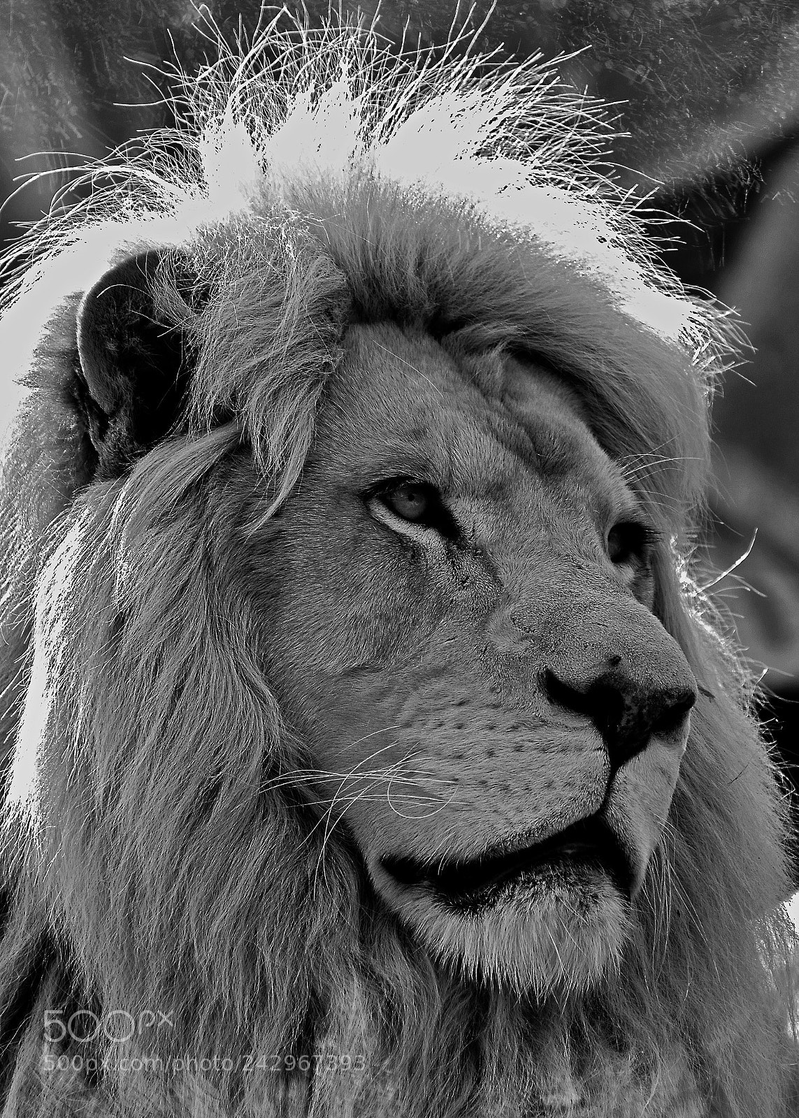 Nikon D7100 sample photo. Lion photography