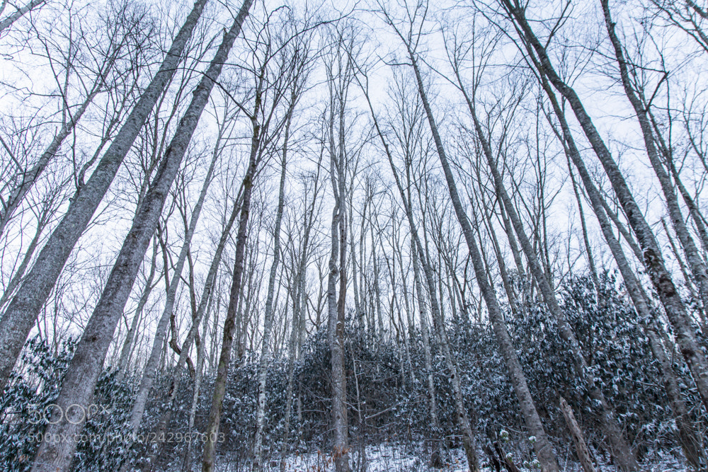 Nikon D5200 sample photo. Shades of winter photography